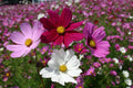 Cosmos Seeds Sensation Mix 100 Count - Colorful Annual Flower Seeds for Garden - Cosmos bipinnatus