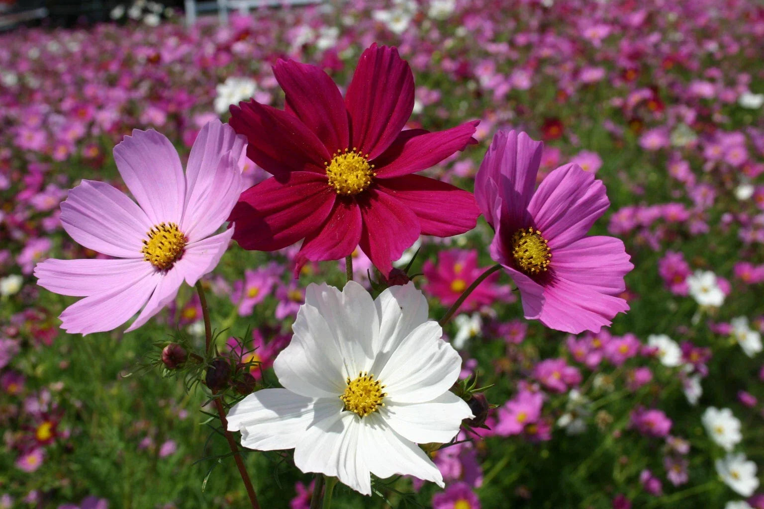 Cosmos Seeds Sensation Mix 100 Count - Colorful Annual Flower Seeds for Garden - Cosmos bipinnatus