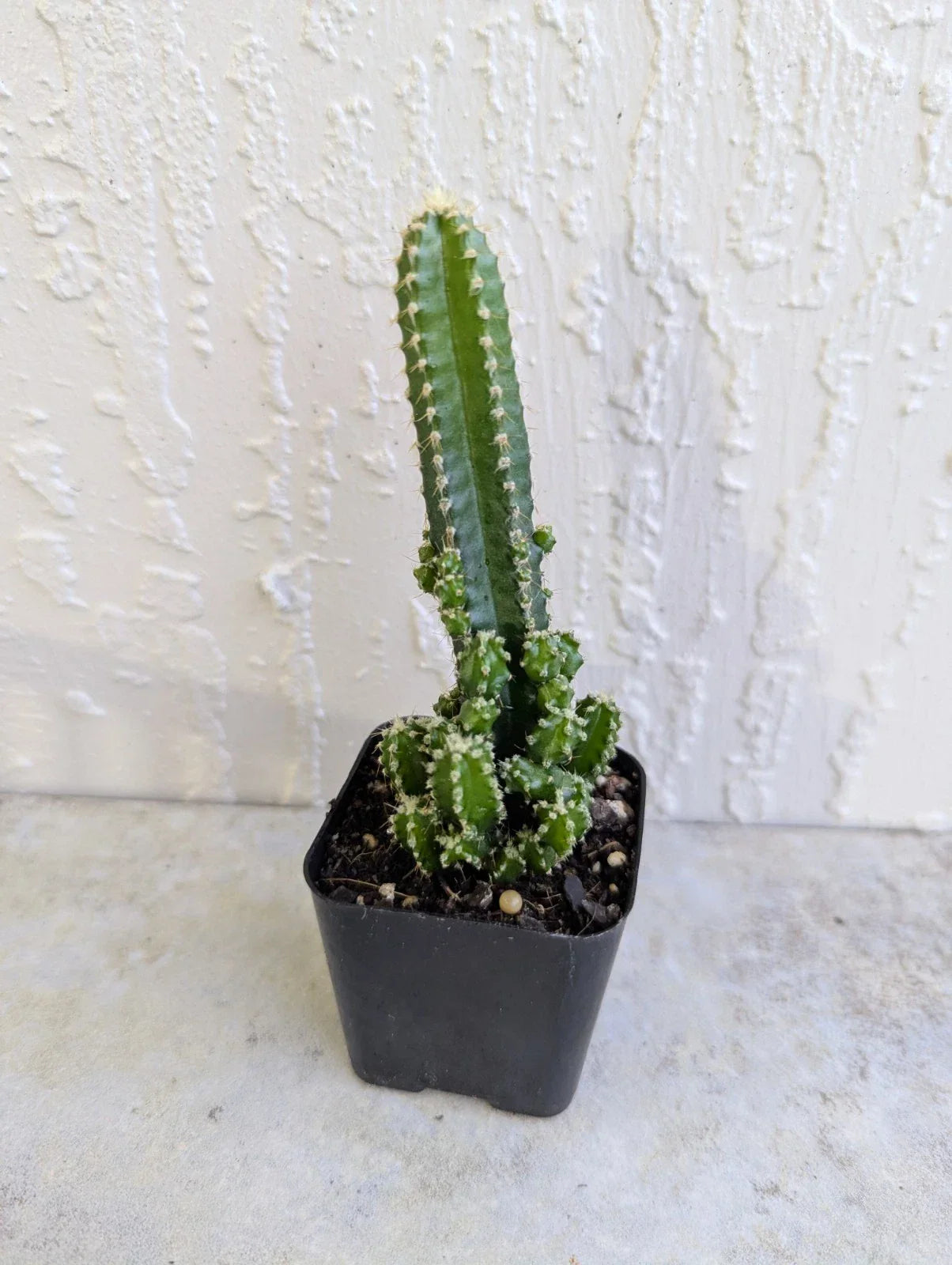 Variegated Fairy Cactus Live Plant in 2-Inch Pot | Opuntia microdasys | Easy Care Succulent