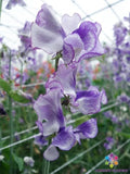 Night Sky Sweet Pea Seeds - 50+ Pack, Lathyrus odoratus, Fragrant Climbing Vine, Garden Planting, Full Sun, USA Free Shipping