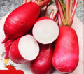 China Rose Radish Seeds - 500+ Microgreens & Winter Radish Sprout Seeds - Raphanus sativus - USA Grown