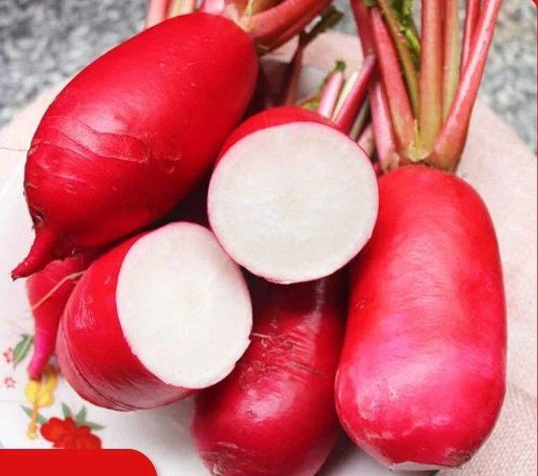 China Rose Radish Seeds - 500+ Microgreens & Winter Radish Sprout Seeds - Raphanus sativus - USA Grown