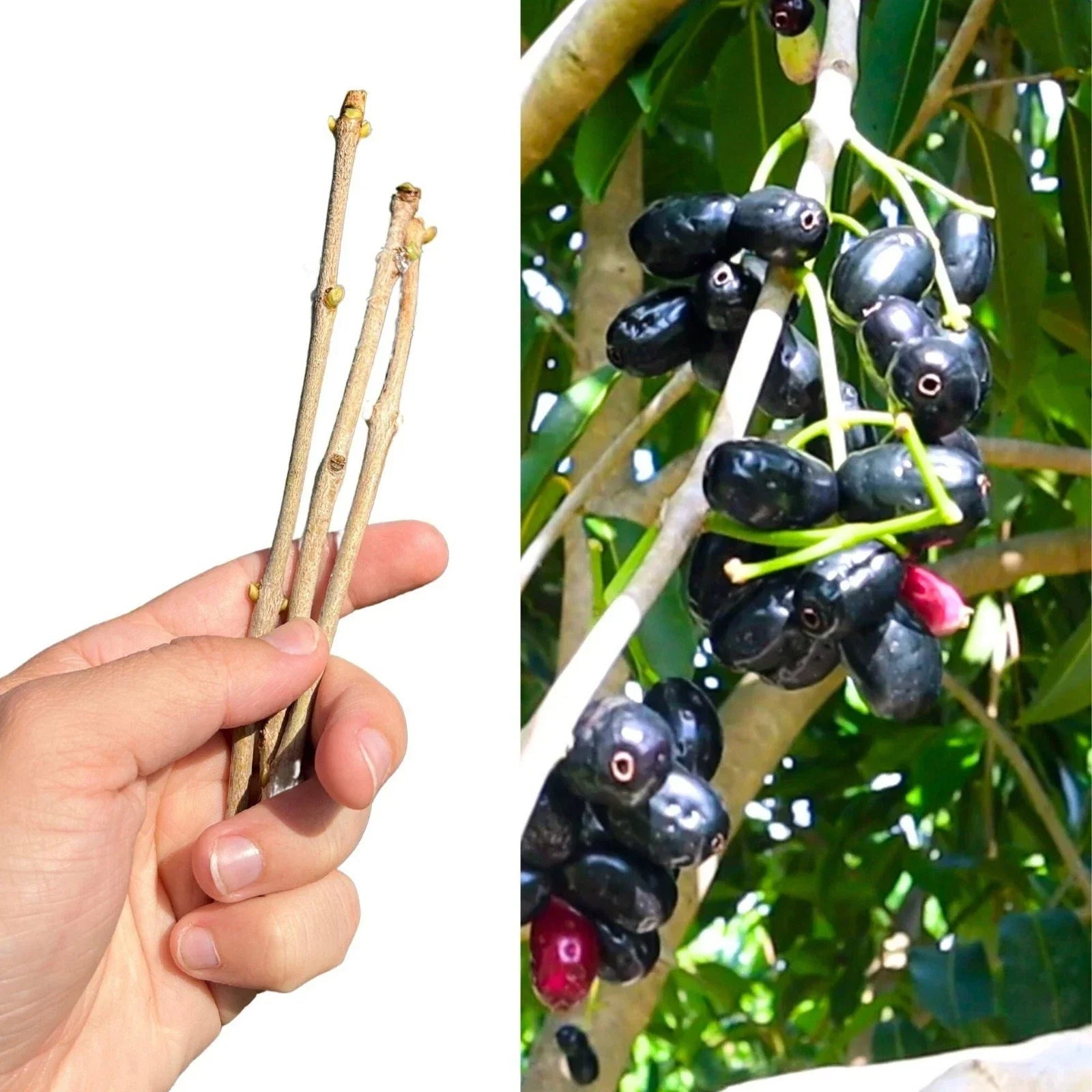 Jamun Fresh Cutting Scion 5x | Java Plum Duhat Cây Trâm | Syzygium cumini Fruit Tree Planting Material