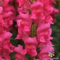 Snapdragon Seeds - 1000+ Potomac Dark Pink Antirrhinum majus Garden Flower Seeds for Borders & Containers, USA Grown