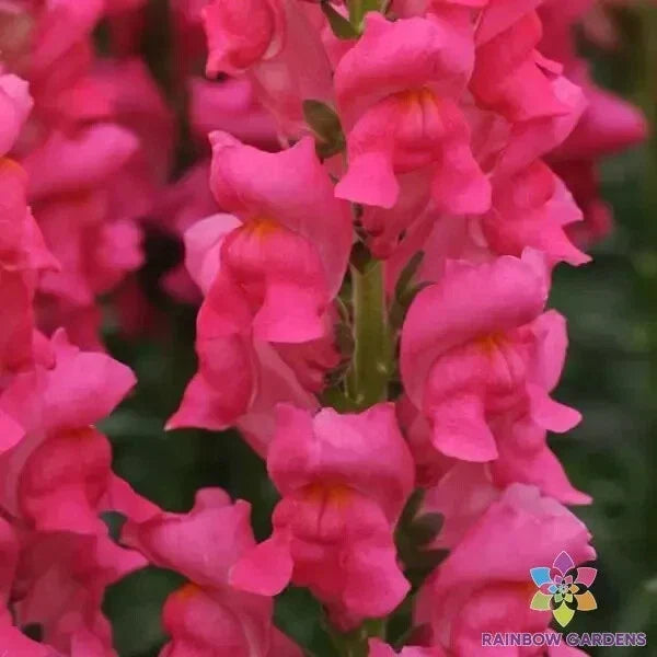 Snapdragon Seeds - 1000+ Potomac Dark Pink Antirrhinum majus Garden Flower Seeds for Borders & Containers, USA Grown