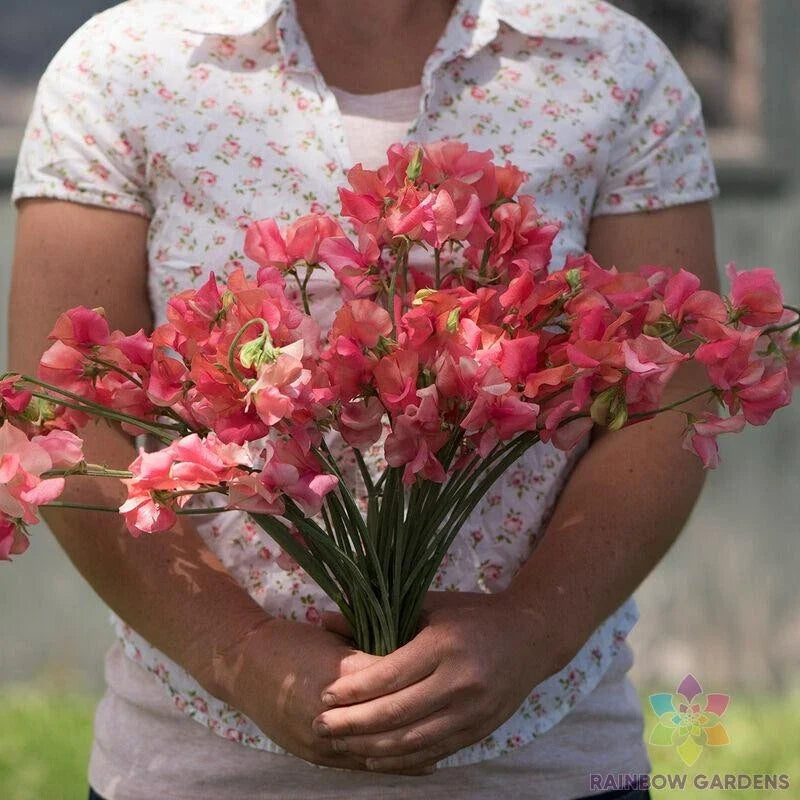 Sweet Pea Seeds - 50+ Elegance Salmon Rose Lathyrus odoratus Climbing Vine for Garden, Full Sun, Free Shipping