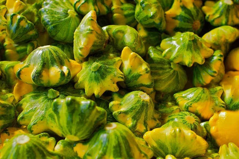 Flying Saucer Squash Seeds – Heirloom Cucurbita pepo, Non-GMO, Compact Bush Planting Pack of 25+ Seeds