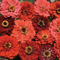 Organic Zinnia Seeds Mix - 100 Assorted Colors, Butterfly & Pollinator Attracting, Zinnia elegans, Annual Flower Seeds