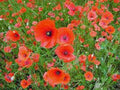 Shirley Poppy Seeds 500 Bright Red Flower Seeds Papaver rhoeas for Borders, Wildflower Gardens & Cut Flowers