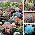 Mixed Succulent Seeds Pack – 100 Varieties for Indoor & Outdoor Gardening, Easy to Grow, Decorative Plants, Succulent Seeds