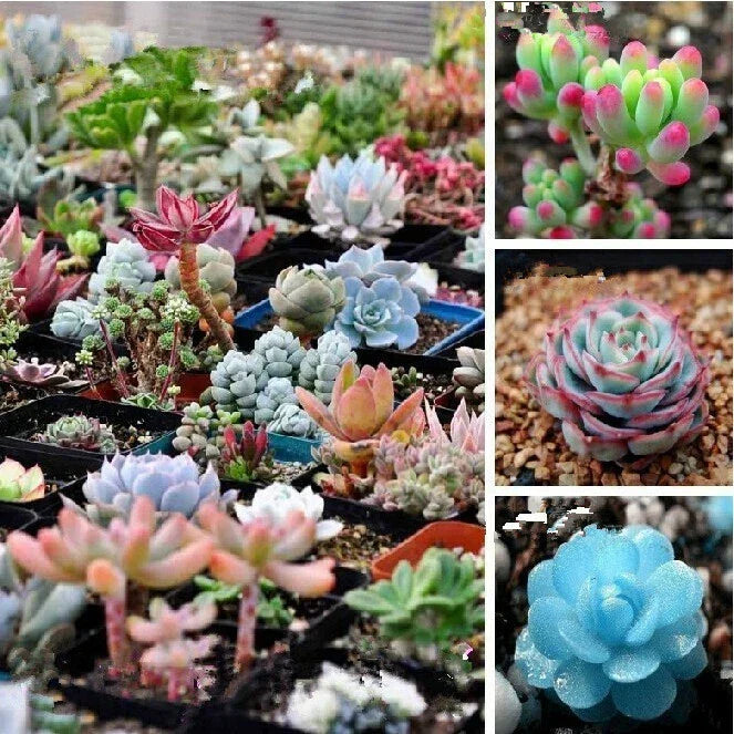 Mixed Succulent Seeds Pack – 100 Varieties for Indoor & Outdoor Gardening, Easy to Grow, Decorative Plants, Succulent Seeds