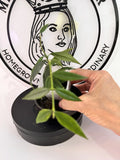 Hoya Paxtonii Plant - Trailing Indoor Houseplant - Wax Plant with Green Leaves - Hoya Species - 4-inch Pot