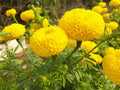 Live Yellow Marigold Plant in Pot - Tagetes erecta - Bright Garden Flower for Borders & Containers