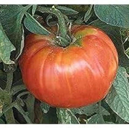 Heirloom Tomato Seeds – Organic Soldecki Variety – Polish Heirloom – Fresh Non-GMO Seeds for Gardening & Canning
