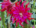 Epiphyllum 'Foxy Lady' Unrooted Cutting - Rare Orchid Cactus - Indoor Tropical Houseplant - Unique Succulent Variety