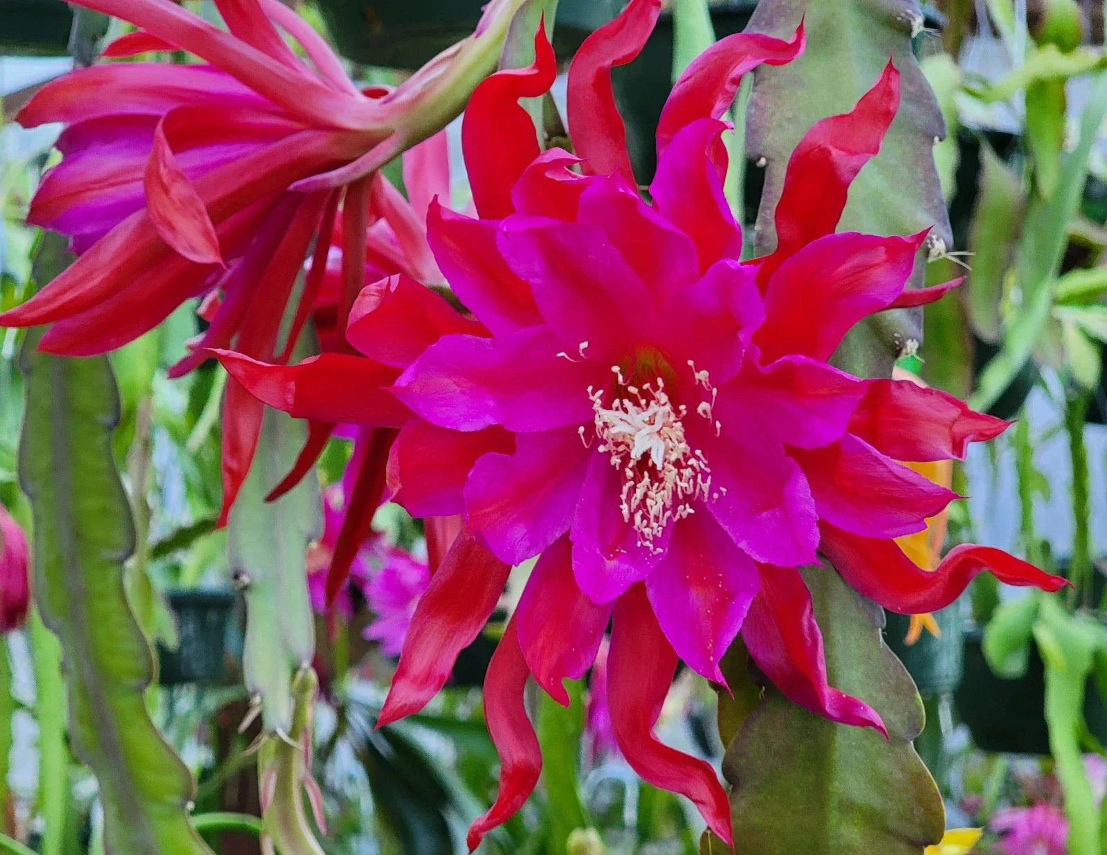 Epiphyllum 'Foxy Lady' Unrooted Cutting - Rare Orchid Cactus - Indoor Tropical Houseplant - Unique Succulent Variety
