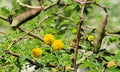 Sweet Acacia Seeds - Vachellia Farnesiana - Yellow Flower Seeds for Gardens & Landscaping - Drought-Tolerant Plant