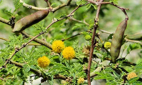Sweet Acacia Seeds - Vachellia Farnesiana - Yellow Flower Seeds for Gardens & Landscaping - Drought-Tolerant Plant
