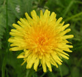 Dandelion Seeds 100+ Perennial Culinary Herb for Garden Teas Taraxacum officinale, Bright Yellow Flowers, Easy to Grow