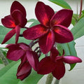 Dark Red Plumeria Seeds - Perennial Flower Plants - Frangipani (Plumeria rubra) - Tropical Garden, Fragrant Blooms, Easy to Grow