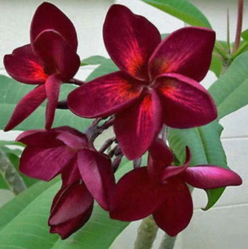 Dark Red Plumeria Seeds - Perennial Flower Plants - Frangipani (Plumeria rubra) - Tropical Garden, Fragrant Blooms, Easy to Grow