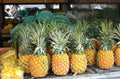 Cayena Lisa Pineapple Seeds Pack of 15+ - Ananas comosus - Tropical Fruit Plant for Garden or Container Growing