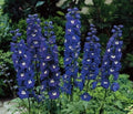 Delphinium Seed Packet - Magic Fountain Series Dark Blue - Symmetrical Flowers - Delphinium elatum - Perennial Garden Plant