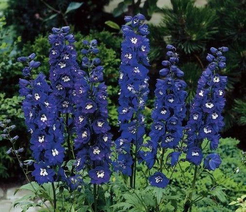 Delphinium Seed Packet - Magic Fountain Series Dark Blue - Symmetrical Flowers - Delphinium elatum - Perennial Garden Plant