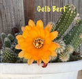 Chamaecereus Peanut Cactus Rooted Pups - GELB BERT European Hybrid Succulent