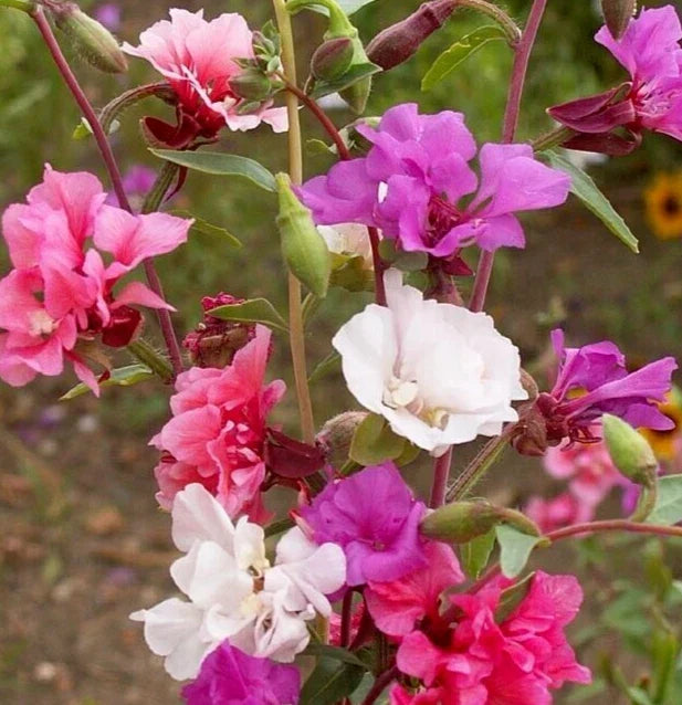 Clarkia Seeds - 2000+ Wildflower Seeds for Garden, Cut Flowers, Bright Mixed Colors, Clarkia spp.