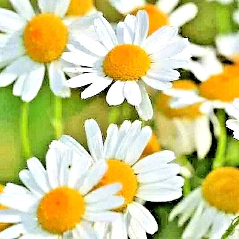 Roman Chamomile Seeds - Heirloom Groundcover, Perennial, Chamaemelum nobile, 200+ Seeds