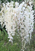Wisteria Bonsai Starter Plant 6-8" Japanese White Wisteria (Wisteria floribunda) Bare-Root for Outdoor & Indoor Cultivation