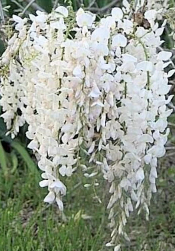 Wisteria Bonsai Starter Plant 6-8" Japanese White Wisteria (Wisteria floribunda) Bare-Root for Outdoor & Indoor Cultivation