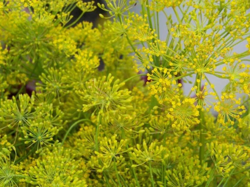 Organic Bouquet Dill Seeds - Anethum graveolens Herb, 360 Seeds, Culinary, Non-GMO, Easy to Grow, Ships Free with Purchase