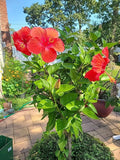 Tropical Hibiscus Plant Cuttings 4-Pack - Hibiscus rosa-sinensis - Vibrant Flowering Shrubs for Gardens & Landscapes