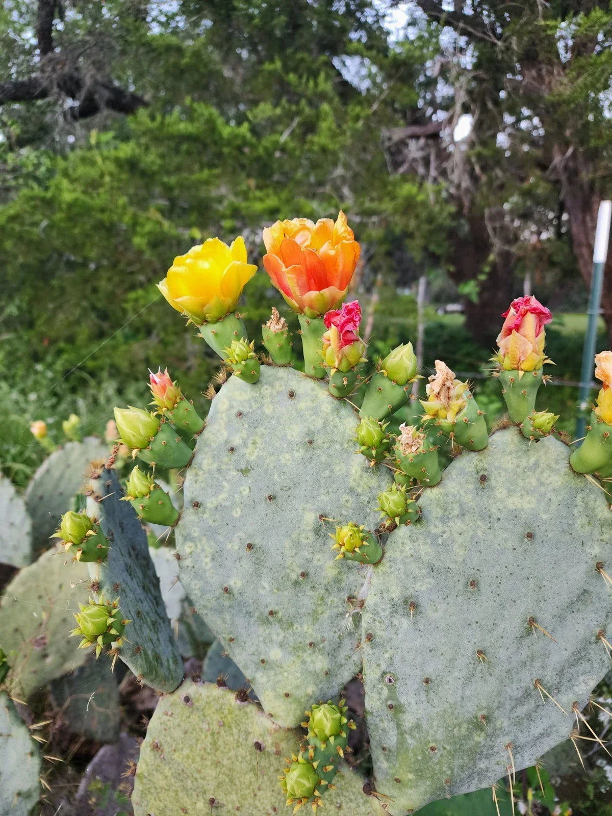 Prickly Pear Cactus Plant - Spiny Succulent Opuntia Ficus-Indica - Drought-Tolerant Indoor or Outdoor Garden Plant