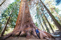 Giant Sequoia Tree Seeds - 40 California Redwood (Sequoiadendron sempervirens) Native Tree for Planting