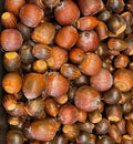 Oak Tree Acorns Seeds – Red, White, Pin, Sawtooth Varieties | 10+ Seeds for Planting | Quercus spp. | 2024 Harvest