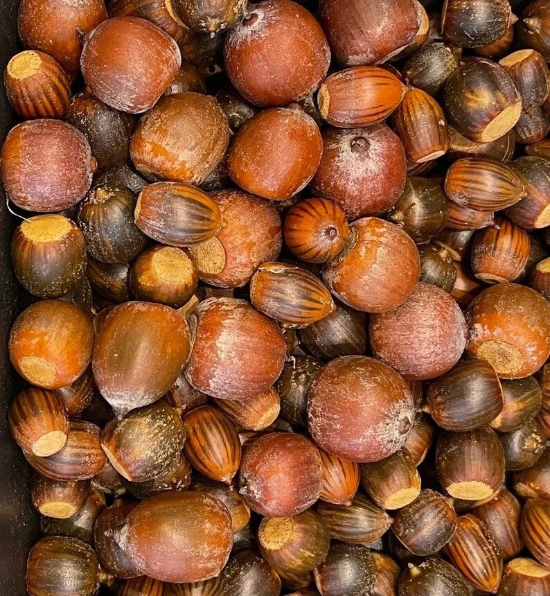 Oak Tree Acorns Seeds – Red, White, Pin, Sawtooth Varieties | 10+ Seeds for Planting | Quercus spp. | 2024 Harvest
