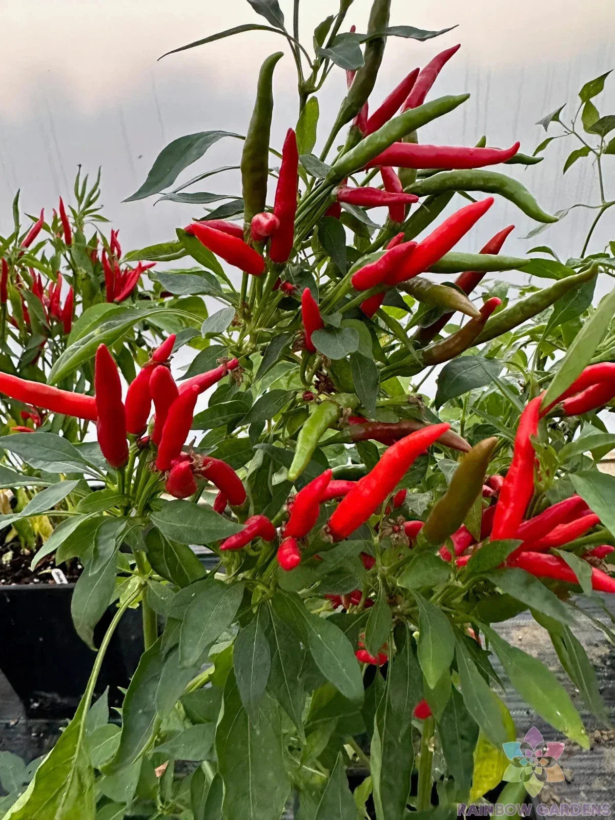 Thai Dragon Hot Pepper Seeds – 25+ Pack for Garden, Capsicum annuum, Spicy Peppers for Salsas & Hot Sauces, USA Grown