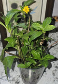 Organic Wedelia Plants 8" Ground Cover Sphagneticola trilobata Heirloom Drought Tolerant 5 Rooted Plants