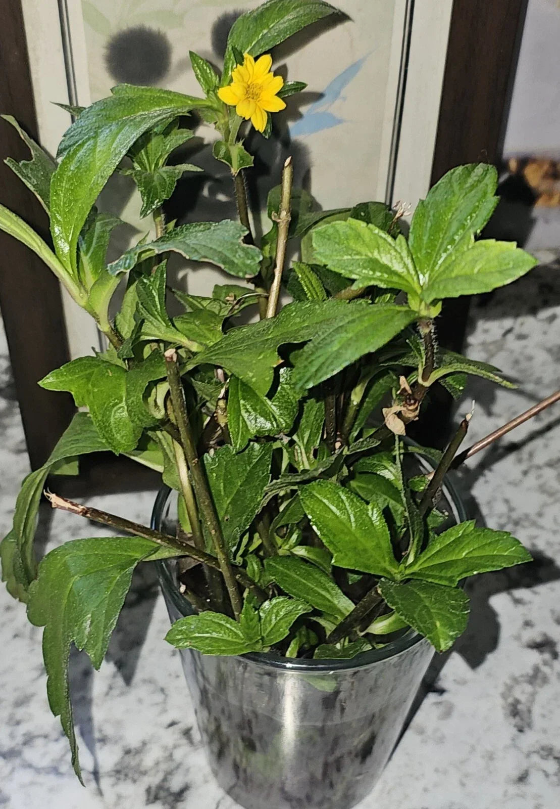 Organic Wedelia Plants 8" Ground Cover Sphagneticola trilobata Heirloom Drought Tolerant 5 Rooted Plants