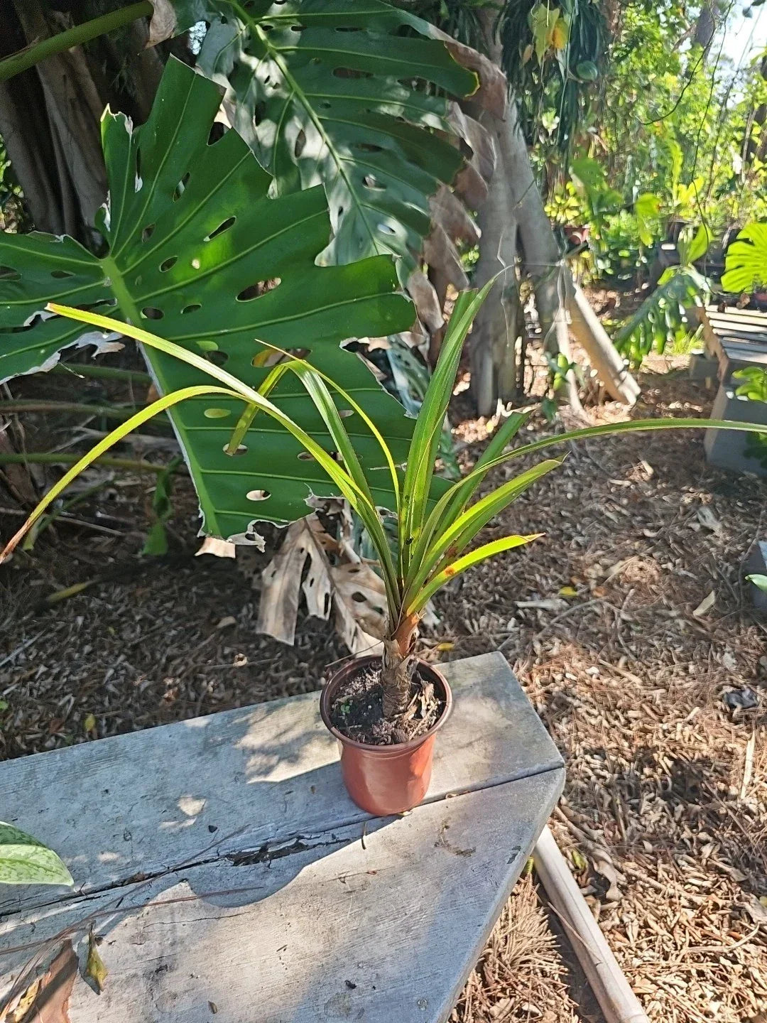 Screw Pine Plant in 5" Pot - Pandanus utilis - Tropical Indoor Outdoor Tree, Unique Foliage, Low Maintenance
