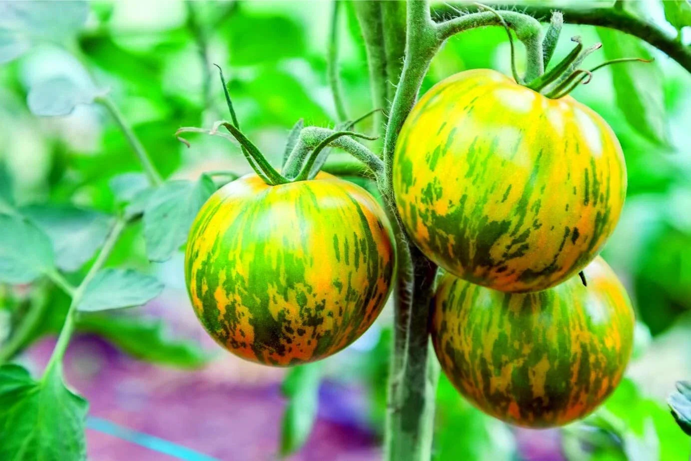 Green Zebra Tomato Seeds - Heirloom, Green Striped Fruit, Solanum lycopersicum, 100+ Seeds for Garden or Container Planting