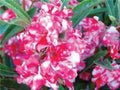 Peppermint Stick Impatiens Seeds - 50 Pink White Striped Flowers for Shade Gardens - Impatiens walleriana Annual Seeds