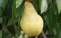 25+ Bartlett Pear Seeds for Planting - Pyrus communis - Organic Heirloom Variety, USA Grown, Deciduous Tree Seeds