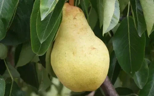 25+ Bartlett Pear Seeds for Planting - Pyrus communis - Organic Heirloom Variety, USA Grown, Deciduous Tree Seeds