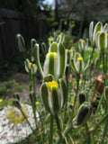 Albuca Namaquensis "Augrabies Hill" - 4" Diameter Potted Rare Succulent Plant