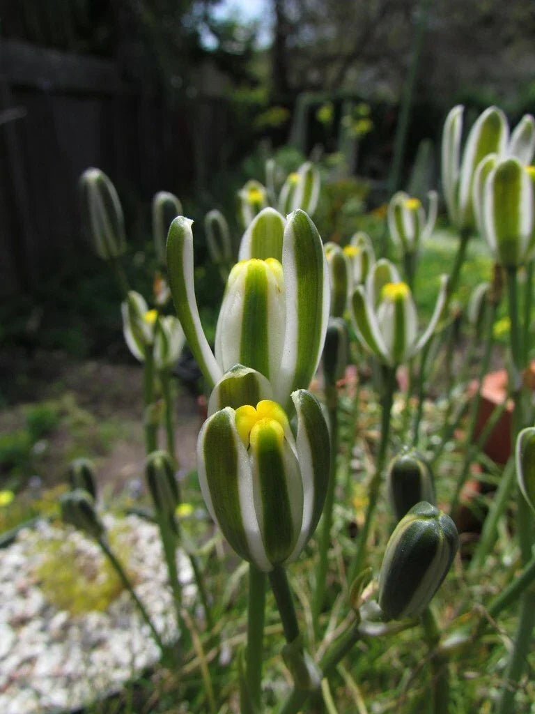 Albuca Namaquensis "Augrabies Hill" - 4" Diameter Potted Rare Succulent Plant