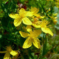 St. John's Wort Seeds 500+ | Herb Ground Cover | Culinary & Medicinal | Hypericum perforatum | Easy to Grow